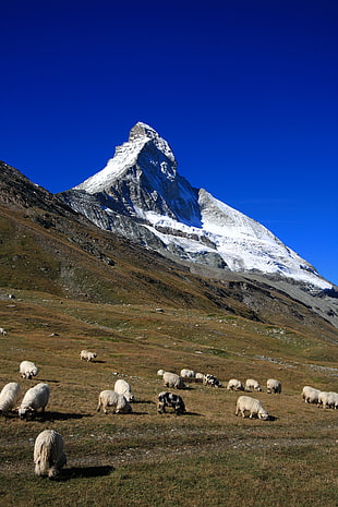 herd of sheep in matterhorn Switzerland HD wallpaper
