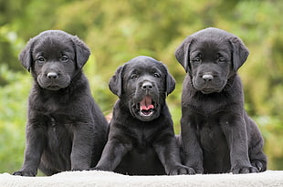 photo of three black Labrador Retriever puppies HD wallpaper