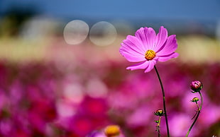 pink cosmos flowers, flowers, macro, nature, Cosmos (flower)
