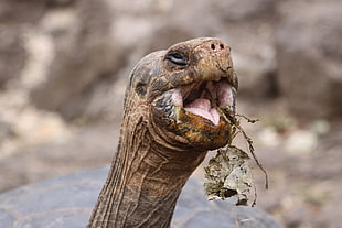 brown Snapping turtle eating leaves