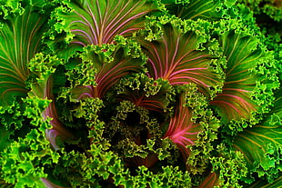 green and red plant HD wallpaper