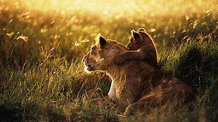 Lioness and cub lying on green grasses HD wallpaper