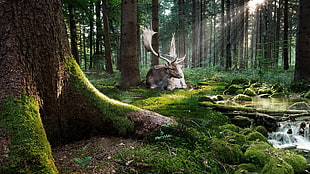 brown deer, nature, trees, forest, moss HD wallpaper