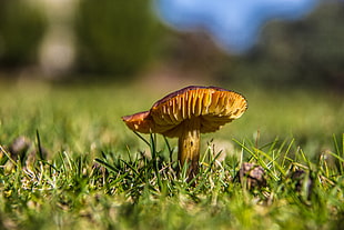 macro shot of brown mushroom, fungus HD wallpaper