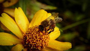 bee and yellow petaled flower, flowers, insect, bees