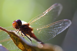 red Dragonfly in macro photography