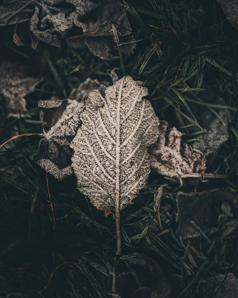 gray and black leaf HD wallpaper