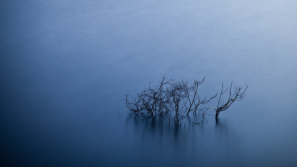 leafless brown tree, minimalism, blue, simple, black HD wallpaper