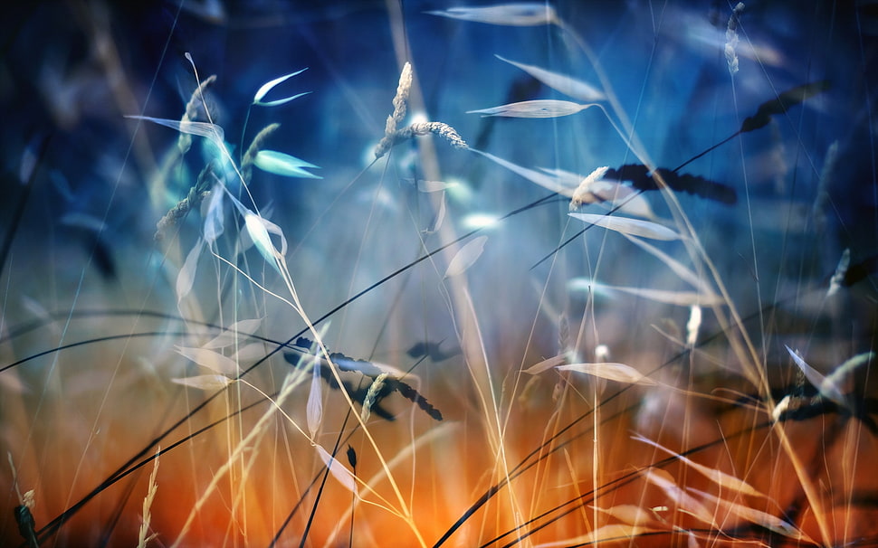 selective focus photography of brown grass HD wallpaper
