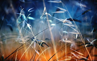 selective focus photography of brown grass