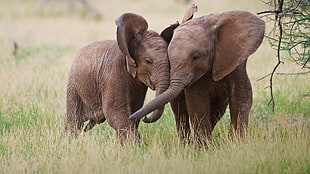 two brown elephants, baby animals, animals, elephant