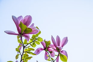close up photo col purple petaled flowers HD wallpaper