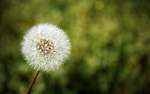selective focus photography of white Dandelion flower HD wallpaper