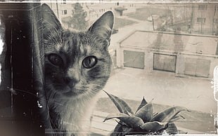 gray cat sketch HD wallpaper