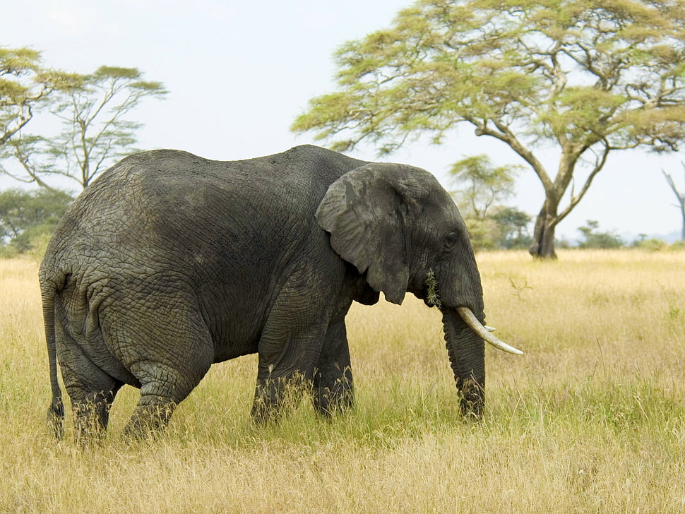 gray elephant in grass field HD wallpaper