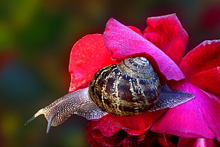 brown and black snail on red flower