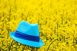 blue fedora hat on yellow flowers