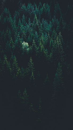 green trees, Trees, Top view, Forest