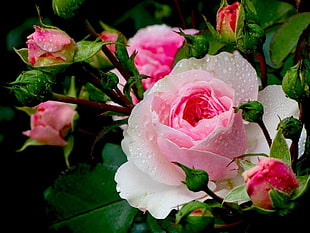 pink and white rose HD wallpaper