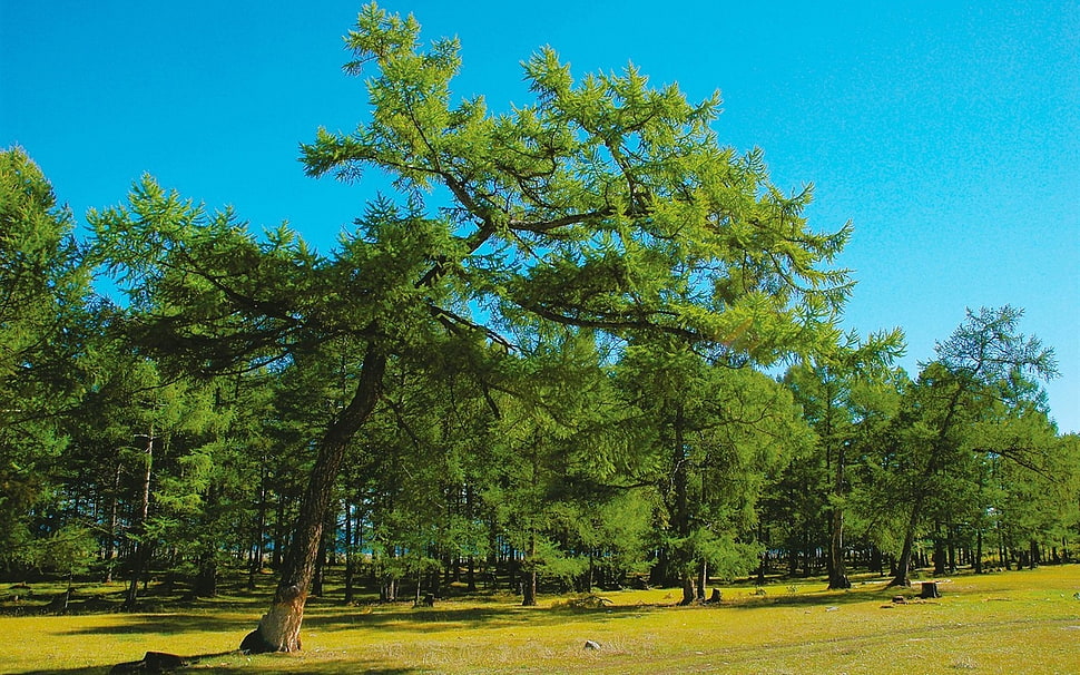 green leaf tree under clear sky HD wallpaper