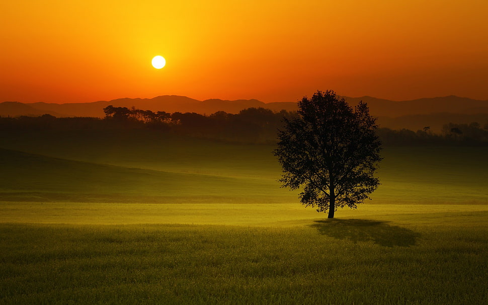 tree in grass field during golden hour HD wallpaper