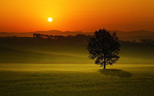 tree in grass field during golden hour