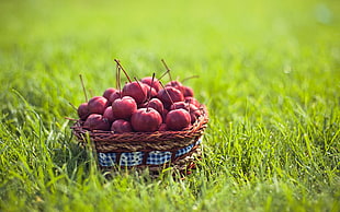 red apple on basket placed on grass