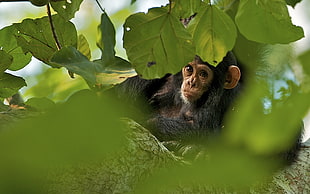 selective focus photography of monkey on tree brunch surrounded by leaves