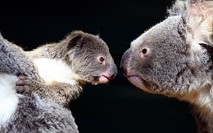 two grey animals facing each other HD wallpaper