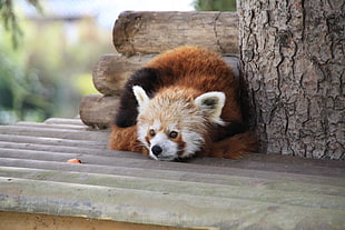 red panda laying beside tree trunk
