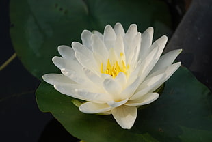 selective focus photography of white petaled flower, white lotus