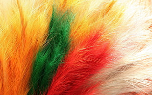 Feathers,  Fur,  Colorful HD wallpaper