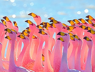 wildlife photography of group of Flamingo, flamingos, bolivia