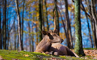 brown deer on grass