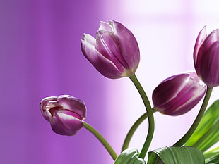 purple tulips photo HD wallpaper