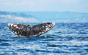 white and black whale fluke