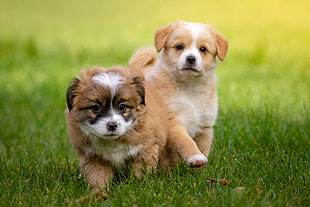 two puppies on green grass during daytime
