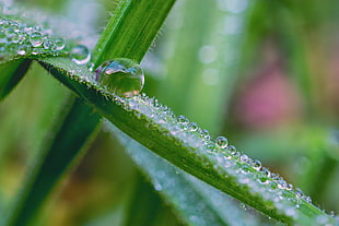 macro shot rain drops on plant