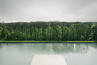 photo of body of water near forest, forest, grass, water, calm waters