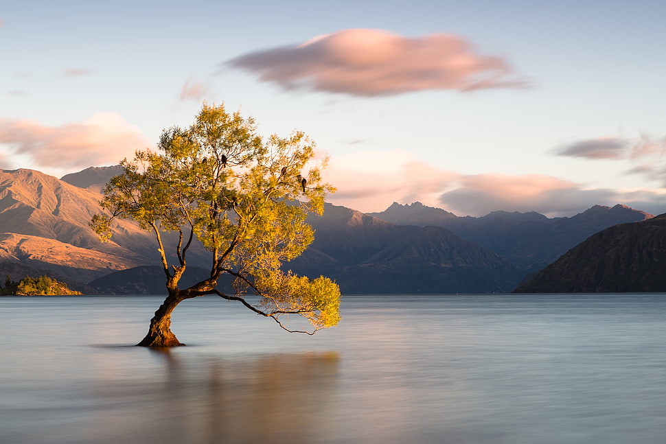 green leaf tree reflected on calm body of water under clear sky with clouds during daytime, wanaka HD wallpaper