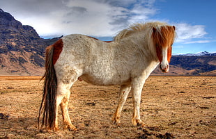 white and brown horse, caballo