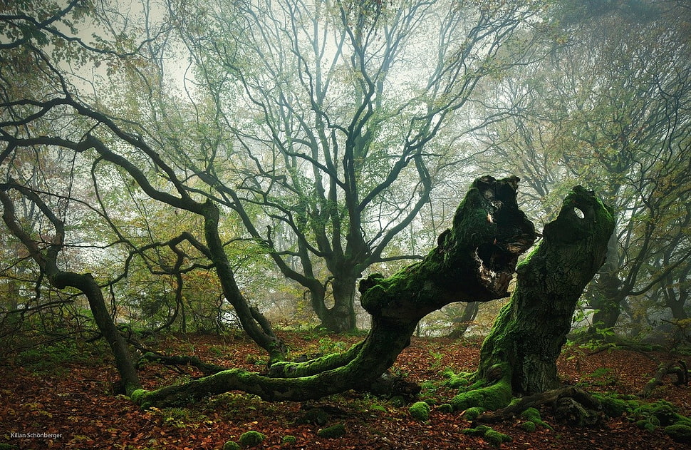 green forest trees, landscape, trees, forest HD wallpaper