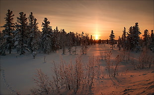 snowcovered pine trees during sunset photo