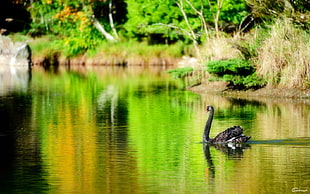 black goose on the calm body of water at daytime HD wallpaper