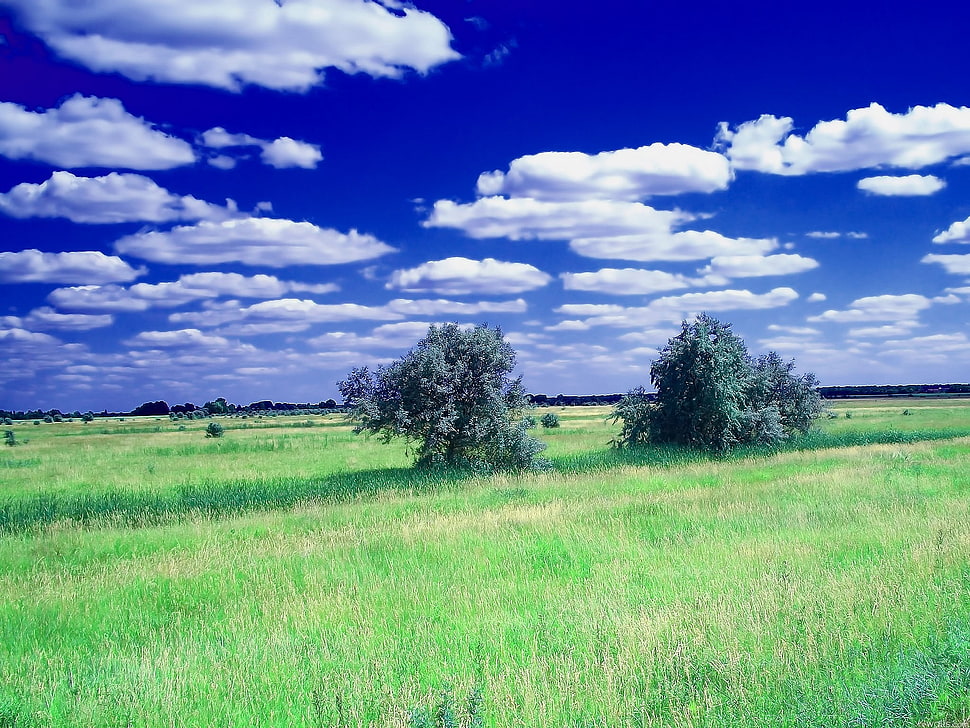 two green tree surrounded by green grasses under white clouds HD wallpaper