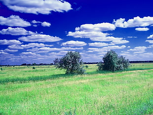 two green tree surrounded by green grasses under white clouds