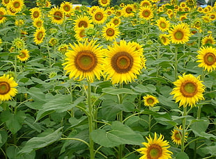Sunflower plantation HD wallpaper