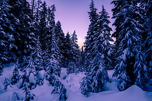 green pine trees, Fir, Snow, Winter