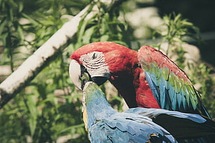 red and blue macaw