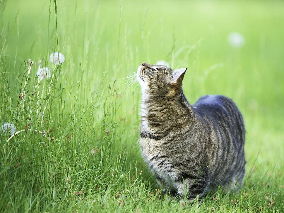 silver tabby cat on green grass field HD wallpaper